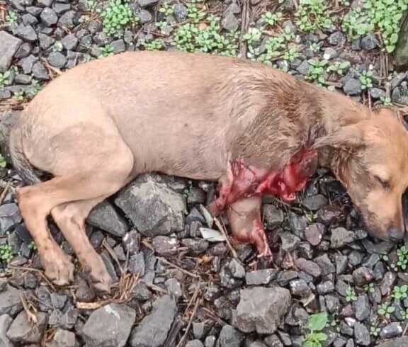 Disaster Relief Operations